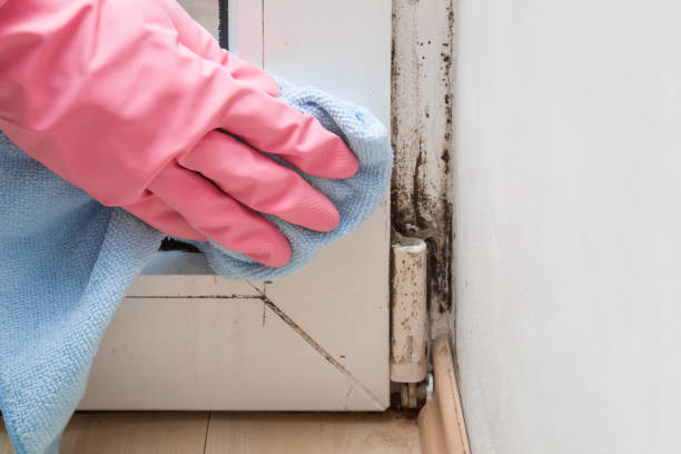 Professional Mold Removal in Monroeville, PA