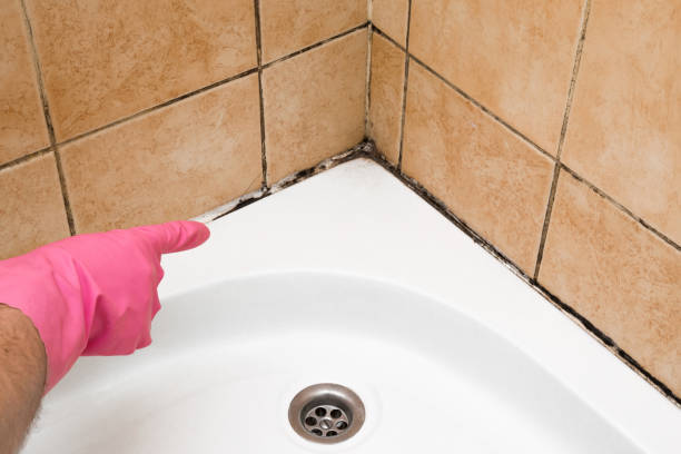Best Toxic Mold Removal  in Monroeville, PA